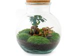 Bottiglia Da Giardino Teddy Terrario Per Piante Fai Da Te Alto 27 Cm Con Ficus Bonsai Incl. Rastrello, Paletta, Pinzette E Forbici