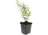 Copertura Del Terreno - Erba Di San Giovanni A Fiore Grande - Hypericum 'Hidcote' - Vaso Da 9 Cm - Set Di 12 Piante