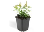 Copertura Del Terreno - Erba Di San Giovanni - Hypericum Calycinum - Vaso Da 9 Cm - Set Di 60 Piante