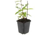 Copertura Del Terreno - Erba Di San Giovanni - Hypericum Inodorum 'Annebel' - Vaso Da 9 Cm - Set Di 20 Piante