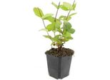 Copertura Del Terreno - Erba Di San Giovanni - Hypericum Inodorum 'Beauty' - Vaso Da 9 Cm - Set Di 20 Piante
