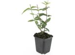 Copertura Del Terreno - Erba Di San Giovanni - Hypericum Inodorum 'Rheingold' - Vaso Da 9 Cm - Set Di 40 Piante
