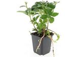 Copertura Del Terreno - Verde Ombra - Pachysandra Terminalis - Vaso Da 9 Cm - Set Di 12 Piante