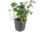 Copertura Del Terreno - Verde Ombra - Pachysandra 'Green Sheen' - Vaso Da 9 Cm - Set Di 6 Piante