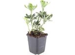Copertura Del Terreno - Colore Bianco Sfumato Verde - Pachysandra Terminalis 'Variegata' - Vaso Da 9 Cm - Set Di 40 Piante