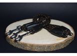 Guinzaglio Per Cani Palkar 40 Cm X 8 Mm Nero-Marrone