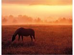 Dennis Frates - Stampa Su Tela Con Cornice "Cavallo Al Pascolo"" PM6119 (30 Cm X 40 Cm) (Marrone)"