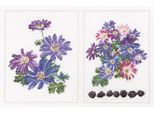 Thea Gouverneur Kit Punto Croce "Anemone Panel Evenweave"", 34X22Cm"