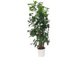 Trendyplants - Caryota Mitis - Palma A Coda Di Pesce - Pianta D'appartamento - Altezza 160-180 Cm - Dimensioni Vaso Ø24Cm