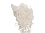 Fiori Secchi Clayre & Eef 60 Cm Fiori Secchi Bianchi