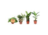 Trendyplants - 4 Mix Di Piante D'appartamento Imperdibili - Pianta Pancake - Monstera - Zamioculcas - Strelitzia - Altezza 20-40 Cm - Dimensioni Vaso Ø12Cm