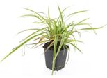 Erba Ornamentale - Carice Dai Bordi Dorati - Carex Morrowii 'Aureovariegata' - Vaso Da 9 Cm - Set Di 6 Piante