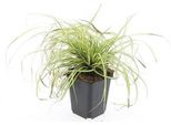 Erba Ornamentale - Carice Dorata - Carex Oshimensis 'Evergold' - Vaso Da 9 Cm - Set Di 6 Piante