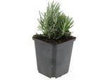 Pianta Di Lavanda - Lavandula Angustifolia 'Dwarf Blue' - Lavanda Vera - Vaso Da 9 Cm - Set Di 6 Piante