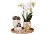 Kolibri Company Set Completo Di Piante Luxury Living Verdi Con Orchidea Phalaenopsis Bianca, Inclusi Vasi Ornamentali In Ceramica E Accessori