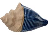 Decorazione Conchiglia Marittima 15X8Cm In Porcellana Blu/Beige