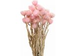 Fiori Secchi Rosa Fiori Di Paglia Decorazione Naturale H42Cm