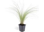 Erba Ornamentale - Erba Piuma Messicana - Stipa Tenuissima 'Ponytails' - Vaso Da 9 Cm - Set Di 40 Piante