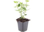 Perenne Ornamentale - Ortica Profumata - Agastache Rugosa 'Blue Fortune' - Vaso Da 9 Cm - Set Di 20 Piante