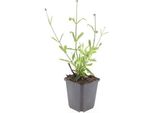 Perenne Ornamentale - Verbena Bonariensis 'Lollipop' - Vaso Da 9 Cm - Set Di 60 Piante