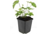Perenne Ornamentale - Anemone Autunnale - Anemone Tomentosa 'Robustissima' - Vaso Da 9 Cm - Set Di 12 Piante