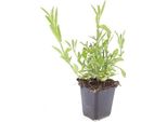 Perenne Ornamentale - Verbena Bonariensis - Vaso Da 9 Cm - Set Di 60 Piante