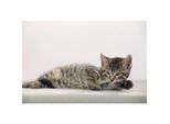 L„Ufer Schreibunterlage Katze Grau, 400 X 530 Mm
