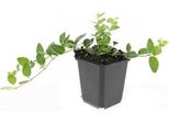 Copertura Del Terreno - Sempreverde - Vinca Minor 'Argenteovariegata' - Vaso Da 9 Cm - Set Di 12 Piante