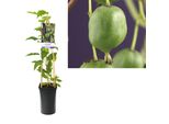 Mini Kiwi Issai 50-70 Cm - Bacca Di Kiwi Autofruttante Actinidia Arguta Resistente, Frutti Dolci, Ideale Per Giardino E Balcone