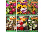 Miscela Di Colori Estivi - Confezione Di Semi - 6 Varietà - Camomilla, Garofano, Margherita, Viola, Portulaca, Convolvolo