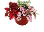 Fiore A Punti Tricolore - Hypoestes Phyllostachya - Vaso Da 12 Cm - Con Tre Colori Diversi