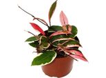 Hoya Carnosa Flamingo Dream Pianta Rampicante Con Nuovi Germogli Rosa Fiore Di Porcellana Fiore Di Cera Vaso Da 12 Cm