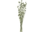 Cardi Di Fragola Verde Metallizzato Fiori Artificiali Decorativi Ø1-2Cm L55Cm Fiori Secchi Fai Da Te
