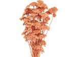 Achillea Achillea Secca Salmone Boho Fiori Secchi Decorazione Bouquet 40-50Cm 80G