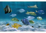Fototapete PAPERMOON Fische, bunt, B:4,00m L:2,60m, Vlies, Tapeten
