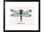 Pacchetto Ricamo Vervaco Contatore Modello "Dragonfly"