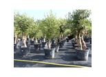 Olivenbaum Olive "Angebot"" 150 - 180 Cm, Beste QualitäT, Winterhart, Olea Europaea"