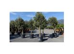 3 StüCk Olivenbaum Olive "20 Jahre"" Beste QualitäT, Stammumfang 20 - 30 Cm, Winterhart, Olea Europaea"