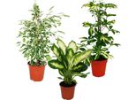 Trio Di Piante Da Appartamento Di Colore Bianco Con 3 Diverse Piante Variegate Dieffenbachia Schefflera Ficus