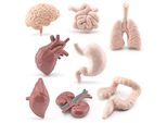 Modello Di Simulazione In 8 Parti Degli Organi Del Corpo Umano, Giocattolo Educativo, Scienza Prescolare, Scuola A Casa, Aiuto Didattico Per Bambini