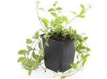Copertura Del Terreno - Pervinca Gialla A Foglie Piccole - Vinca Minor 'Aureovariegata' - Vaso Da 9 Cm - Set Di 12 Piante
