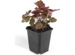 Campanula Viola - Heuchera Mic. 'Palace Purple' - Vaso Da 9 Cm - Set Di 40 Piante