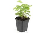 Alchemilla Mollis - Perenne - Vaso Da 9 Cm - Set Di 60 Piante