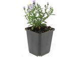 Perenne Ornamentale - Aster A Cuscino - Aster Dumosum 'Prof. Anton Kippenberg' - Vaso Da 9 Cm - Set Di 6 Piante