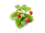 Emsa Click & Grow Fragola Selvatica