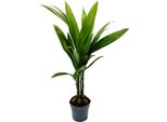 Palma Delle Noci Di Betel - Areca Catechu - Palma Da Interno - Palma Di Betel - Vaso Da 12 Cm