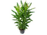 Cordyline Fruticosa, Giglio Club, Verde In Vaso Da 19 Cm