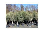 3X Olivenbaum Olive "20 Jahre"" 180 - 220 Cm, Beste QualitäT, Stammumfang 20 - 30 Cm, Winterhart, Olea Europaea"