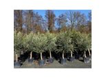 6X Olivenbaum Olive "20 Jahre"" 180 - 220 Cm, Beste QualitäT, Stammumfang 20 - 30 Cm, Winterhart, Olea Europaea"
