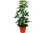 Aralia Radiosa - Schefflera - Foglie Verdi - Vaso Da 12 Cm - Pianta D'appartamento - Altezza Circa 40-45 Cm